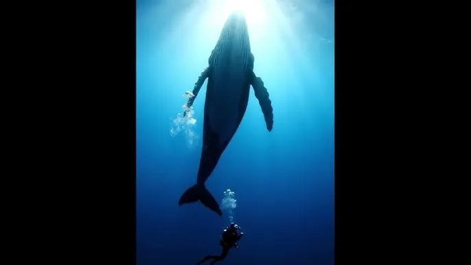 少萝吃狙全集免费播放 - 深蓝星球：探索海洋深处的未知世界